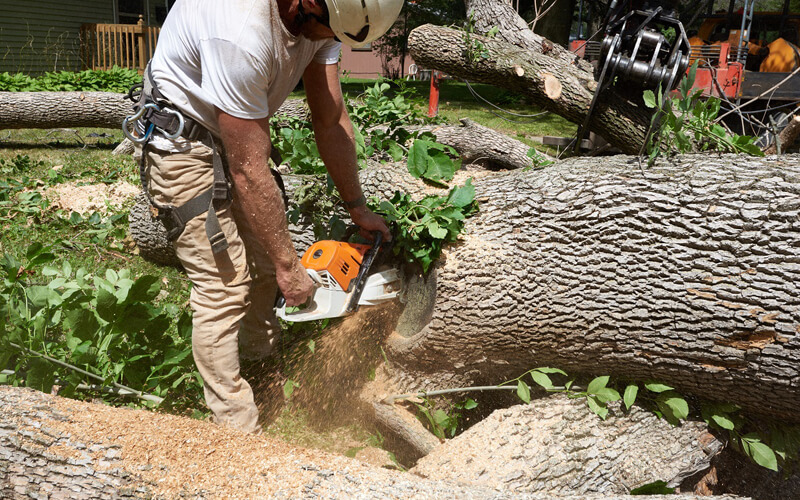 Commercial Tree Removal Mississauga Ontario