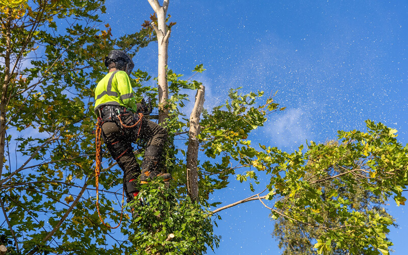 Commercial Tree Removal Vaughan Ontario