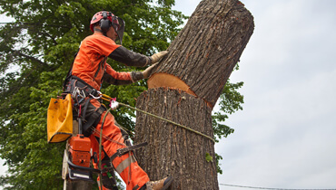 grounds maintenance services Toronto 19 7