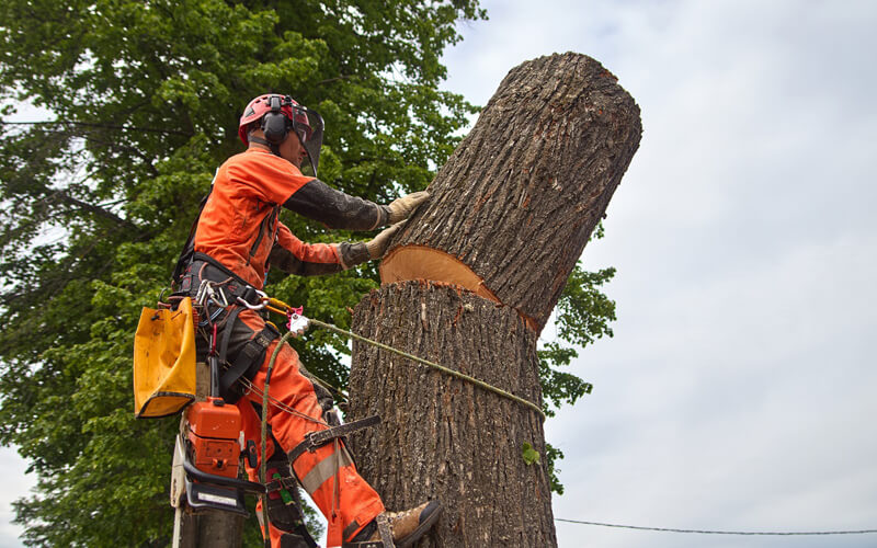 Commercial Tree Service Richmond Hill Ontario