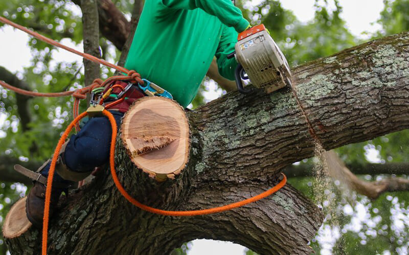 Commercial Tree Service Toronto Ontario