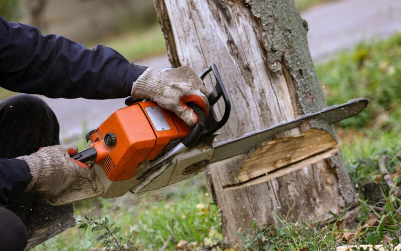 Commercial Tree Service North York Ontario